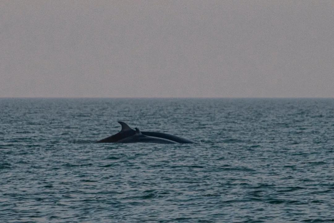 北海布氏鲸视频,广西北海布氏鲸图片