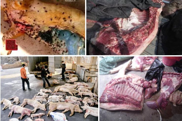 宠物吃生骨肉没有寄生虫么,宠物寄生虫对身体有害吗