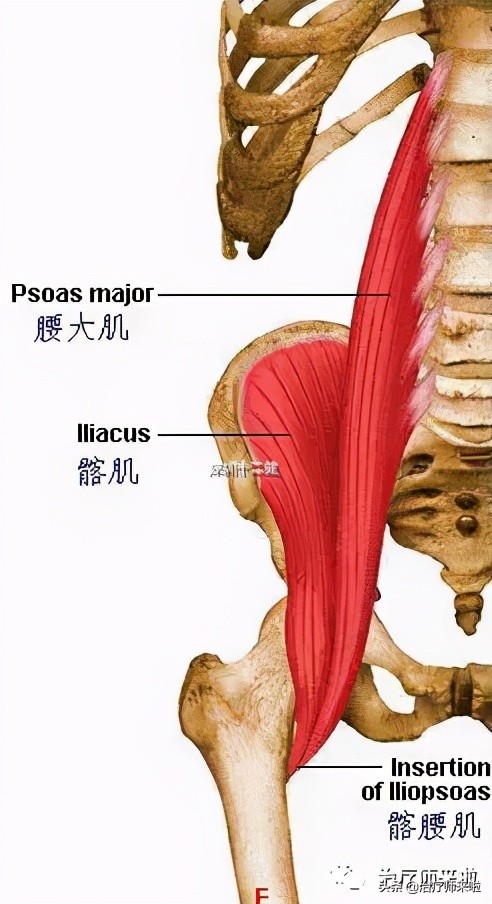 怎么让腿型改正,怎样使腿型变直