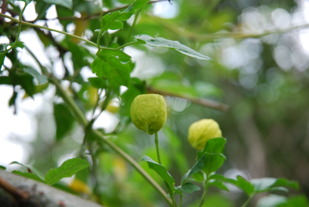 一棵就能爬满墙?这波操作服了
