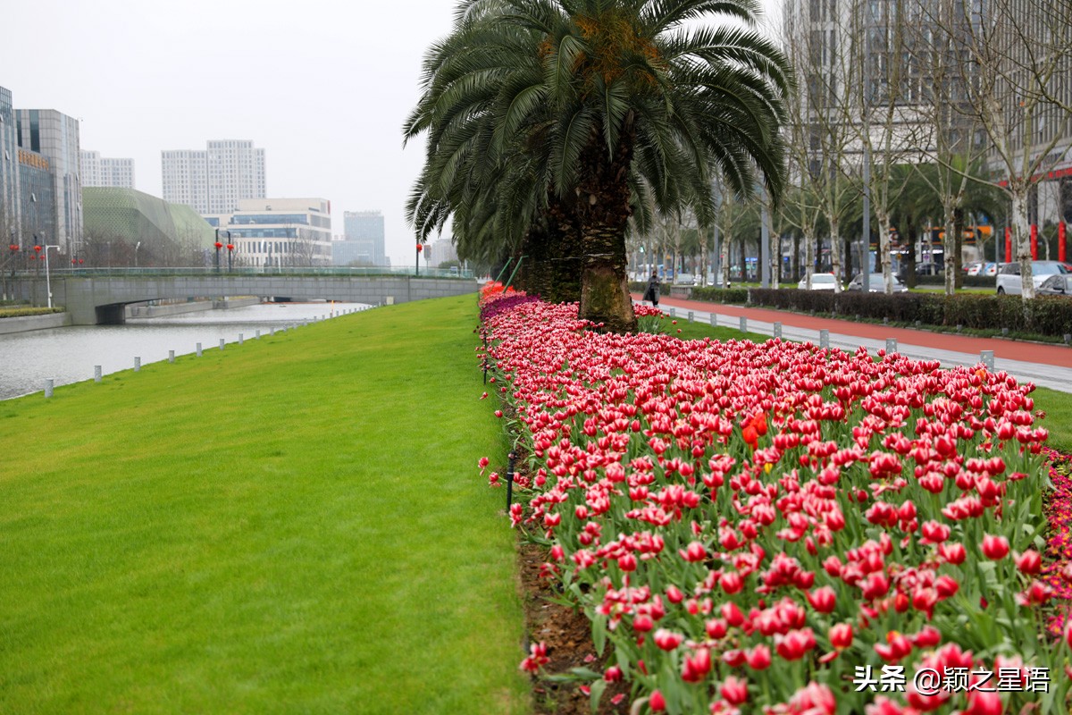 郁金香鲜花香味,郁金香鲜花诗情画意