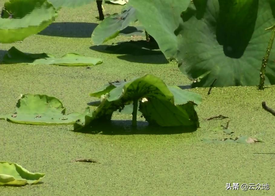 莲藕田浮萍怎么防,浮萍会影响莲藕生长吗