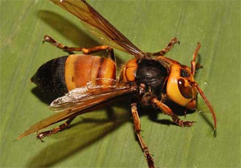金环虎头蜂酒制作过程,虎头蜂酒的功效与作用及制作方法