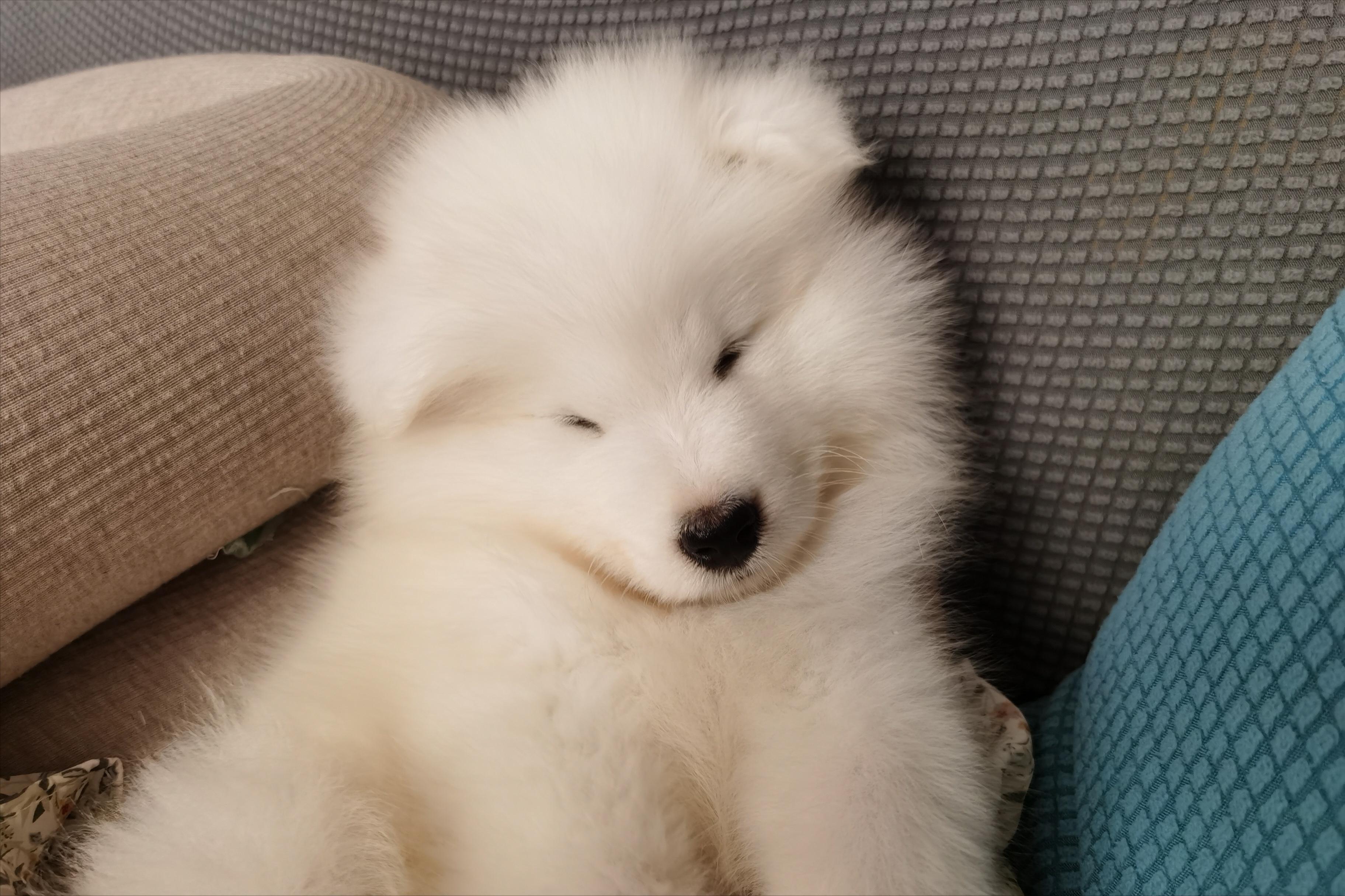 萨摩耶越来越瘦怎么回事,萨摩耶偏瘦怎么办