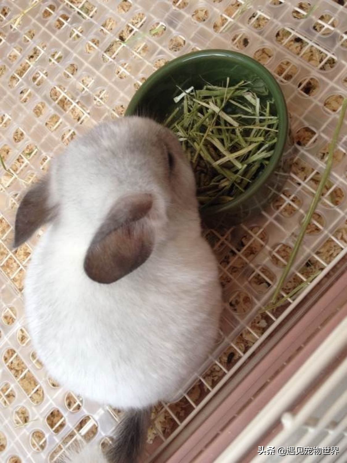 饲养公龙猫好还是养母龙猫好,龙猫怎么养视频教程全集