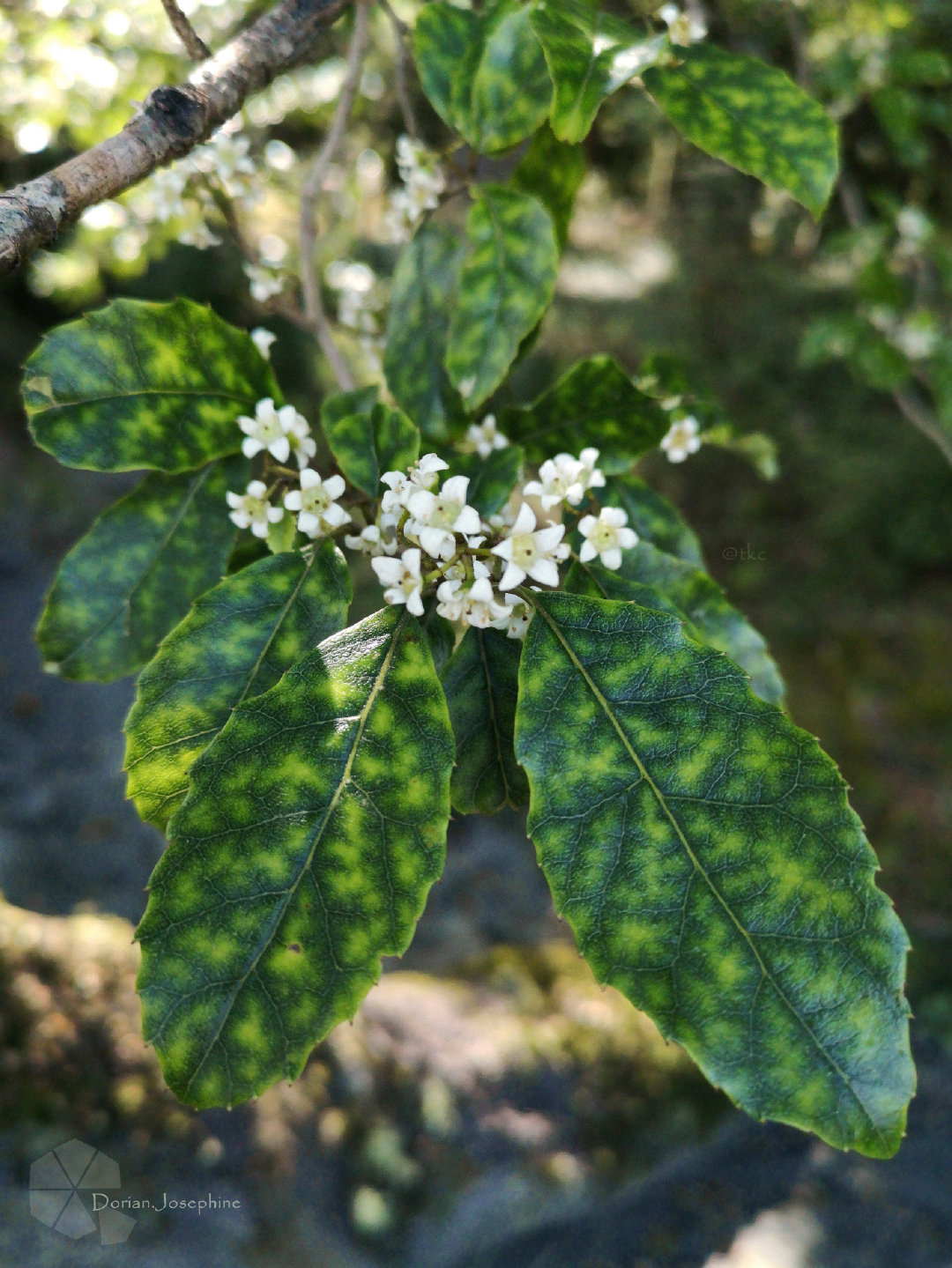 新西兰南岛一日游,新西兰南岛旅游地图