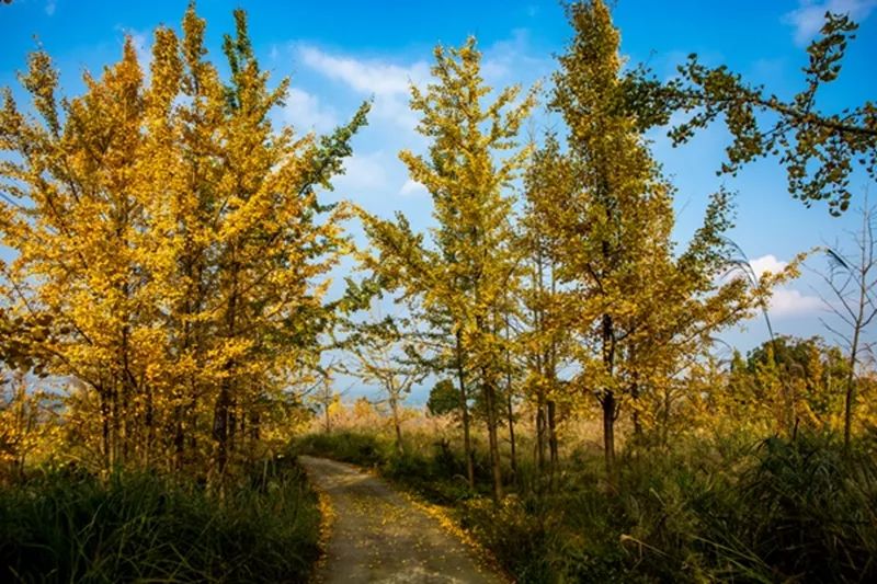 黄色警报响,黄色警报响起