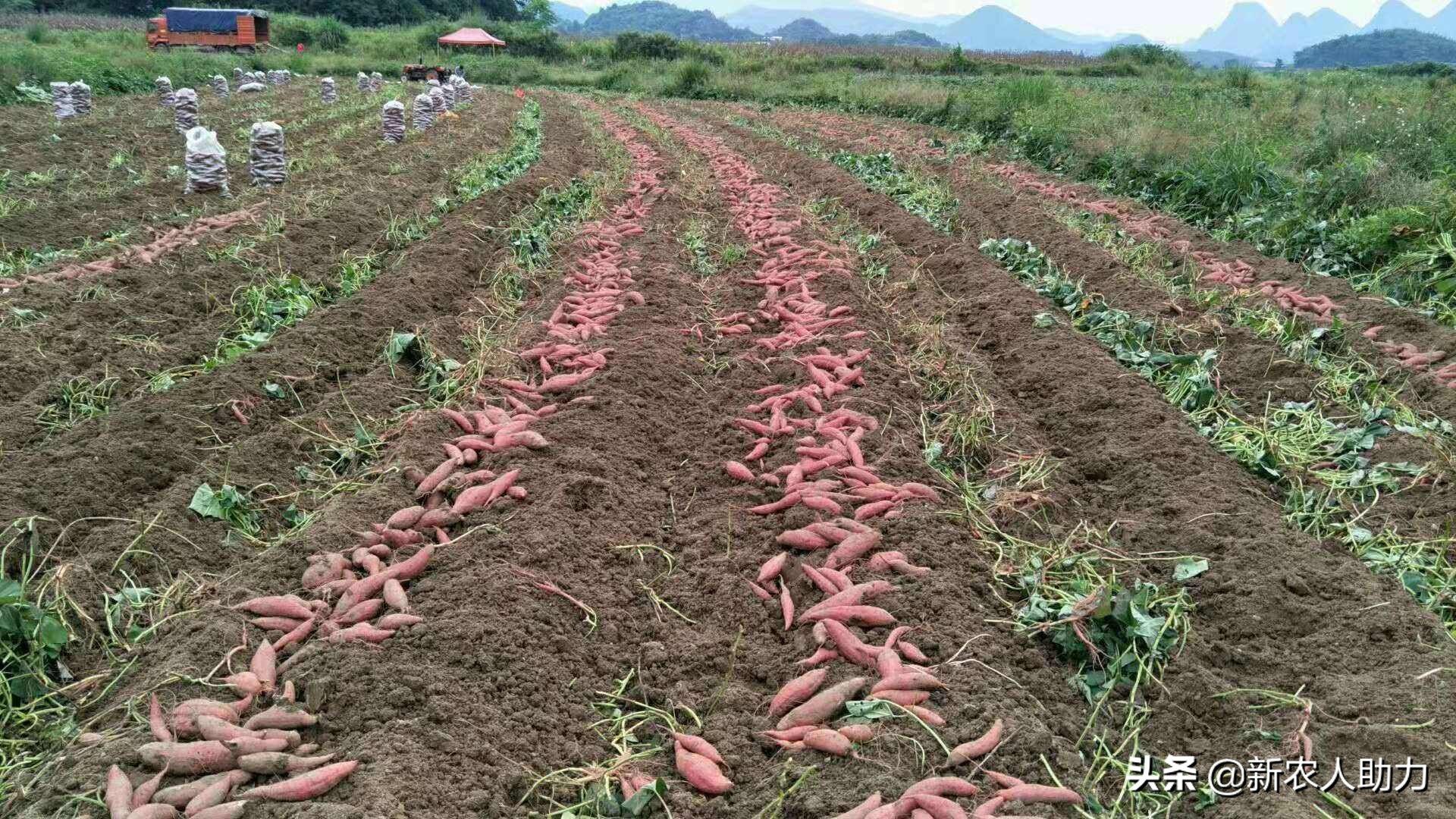 红薯象鼻虫怎么消灭最快,红薯象鼻虫最佳防治方法