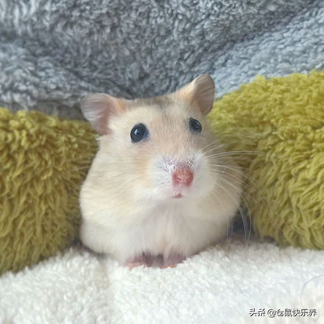 仓鼠会挑食嘛,仓鼠不吃鼠粮只吃零食