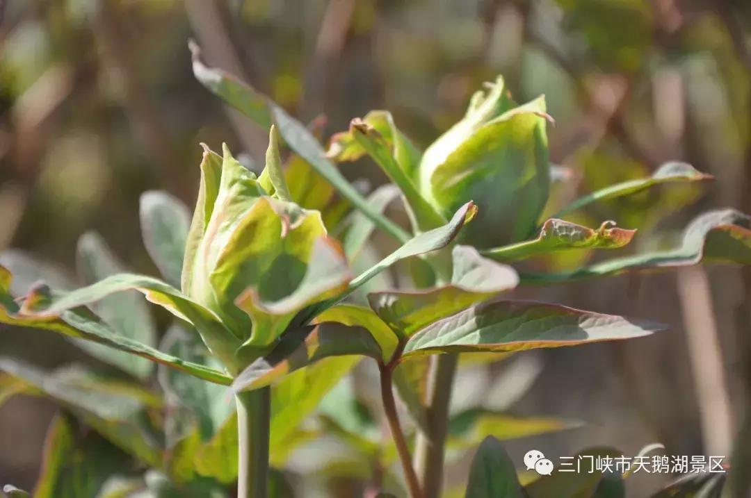 三门峡牡丹还开吗,三门峡牡丹园牡丹花开了吗