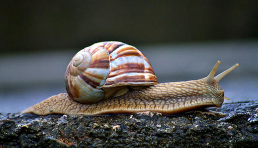 每年吃掉6万吨的蜗牛肉,法国人为何超爱吃一只大蜗牛?