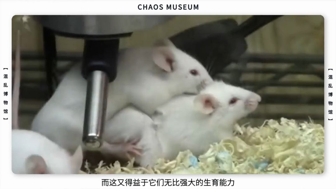 米老鼠是耗子吗,米老鼠原型是什么鼠