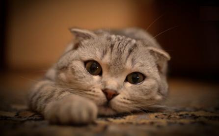 猫咪一直打喷嚏怎么预防感冒,猫咪过敏打喷嚏怎么办