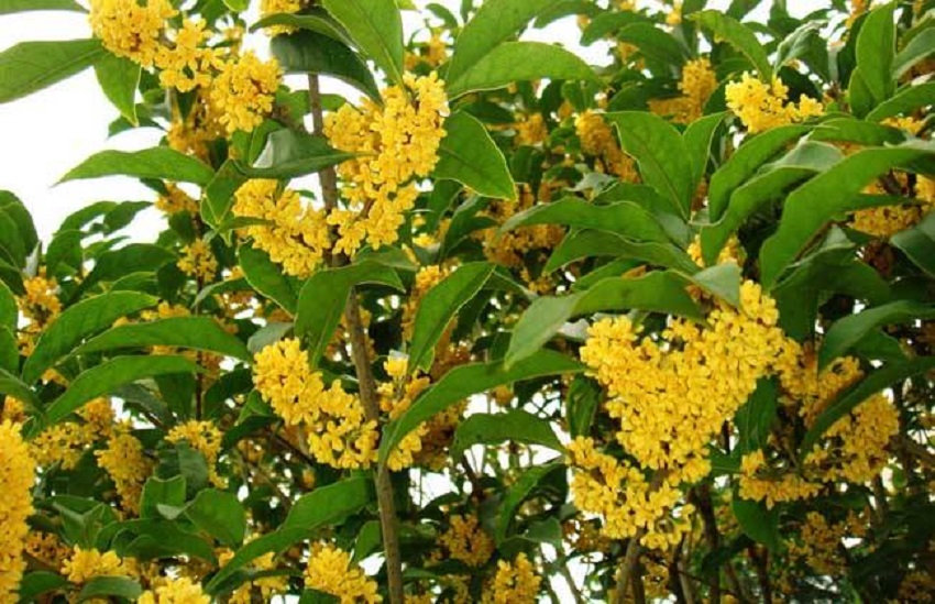 桂花怎么管理开花多,桂花如何繁殖和栽培