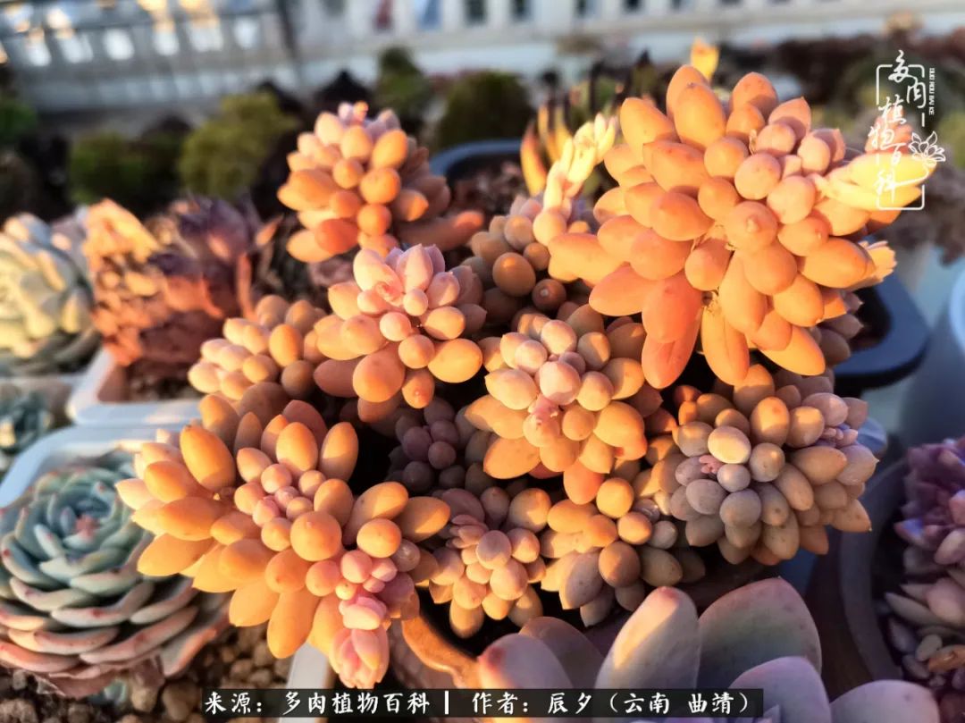 缂辩换鏃栨棊钁宠暏鐢熼,缂辩换鏃栨棊钁宠暏鐢熼鍑哄