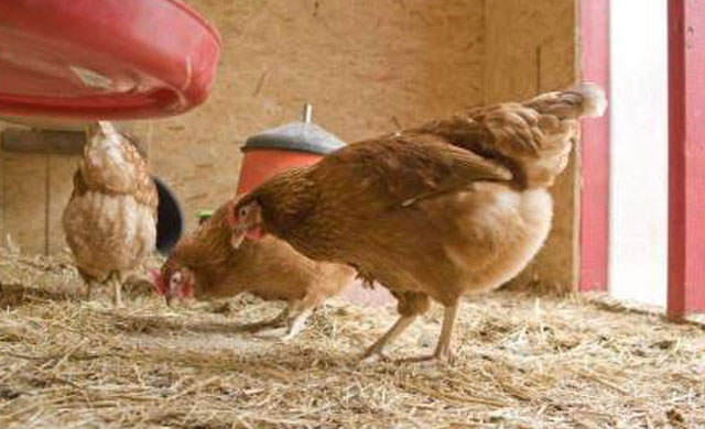 鸡生病怎么办养鸡技巧小视频,鸡常见三种疾病及防治方法