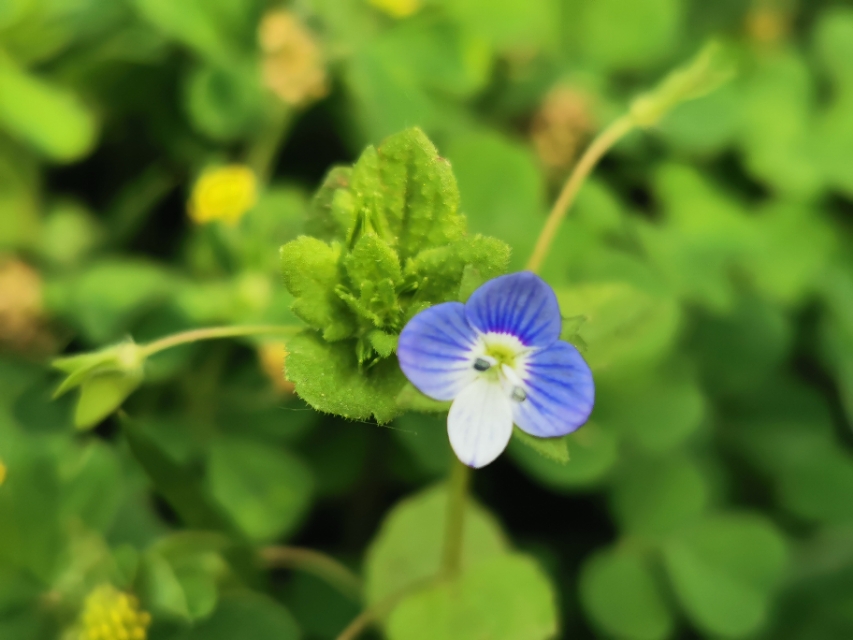 青岛高新区的公园让人们享受,青岛有个特别美的地方
