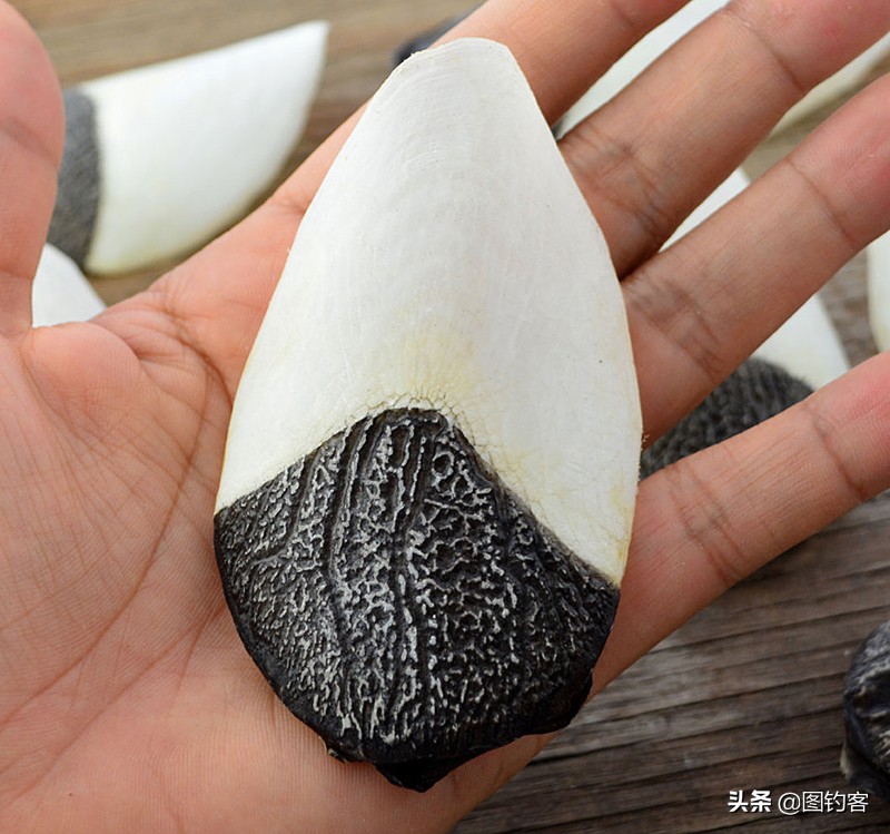 巨骨舌鱼的好奇心有多强,巴西巨骨舌鱼却濒临灭绝为什么