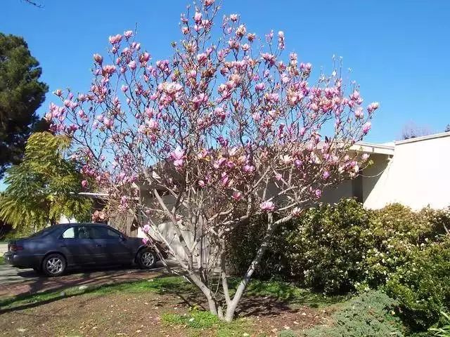 北方庭院种植景观树,庭院四季常青的景观树