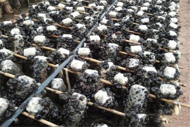 适合鲁北种植的黑木耳高产品种,黑木耳露地栽培技术工艺与管理