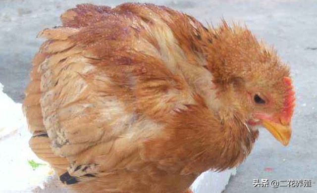 鸡采食量下降什么原因,鸡采食量下降用什么药好