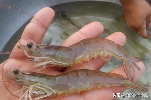 淡水虾养殖条件和方法,淡水虾如何养殖
