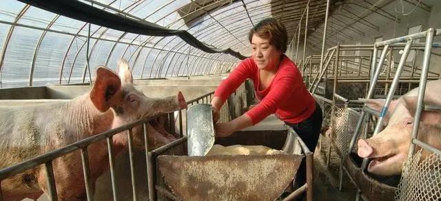 西门塔尔不发情的原因,母兔不发情是什么原因