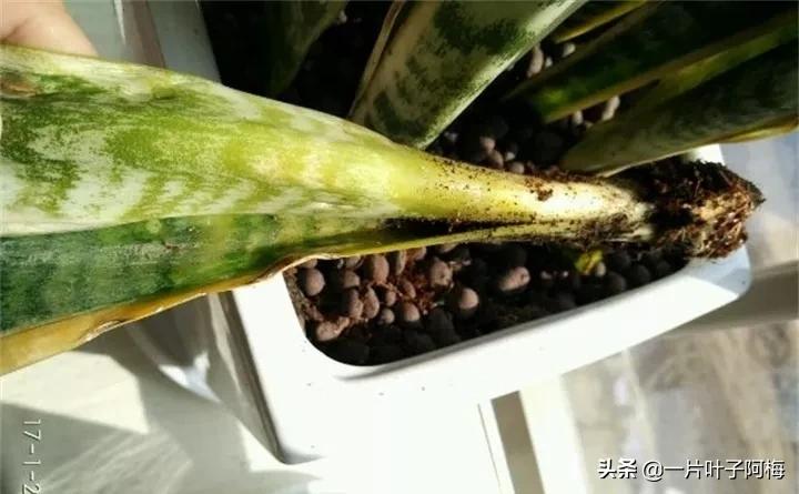 虎皮兰该如何正确养护,虎皮兰叶子发软怎么修剪