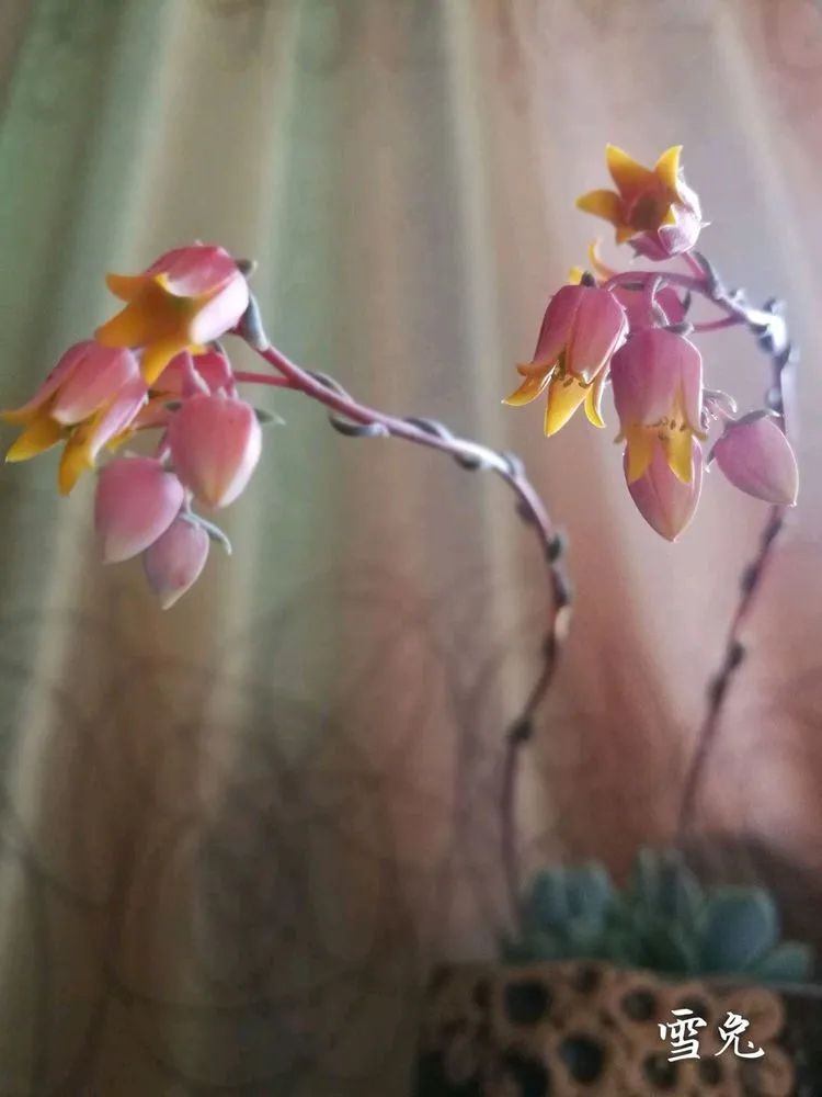 适合从小养到大的多肉,由小到大由浅入深