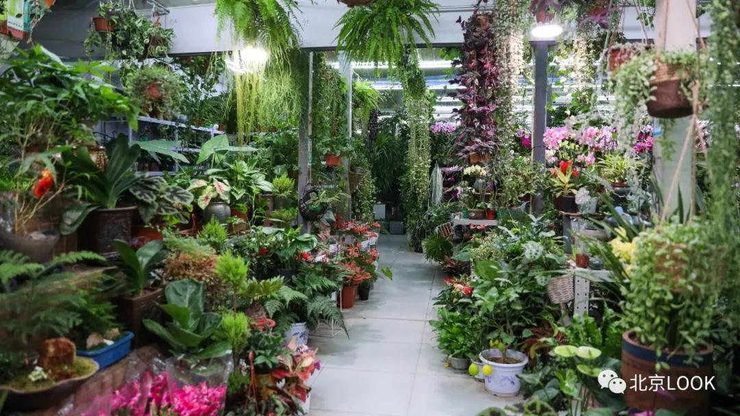 北京最大的露天花卉,北京最大的花卉大观园