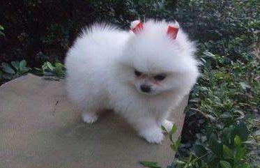 养博美犬需要注意的几个事项,养博美犬应该注意什么