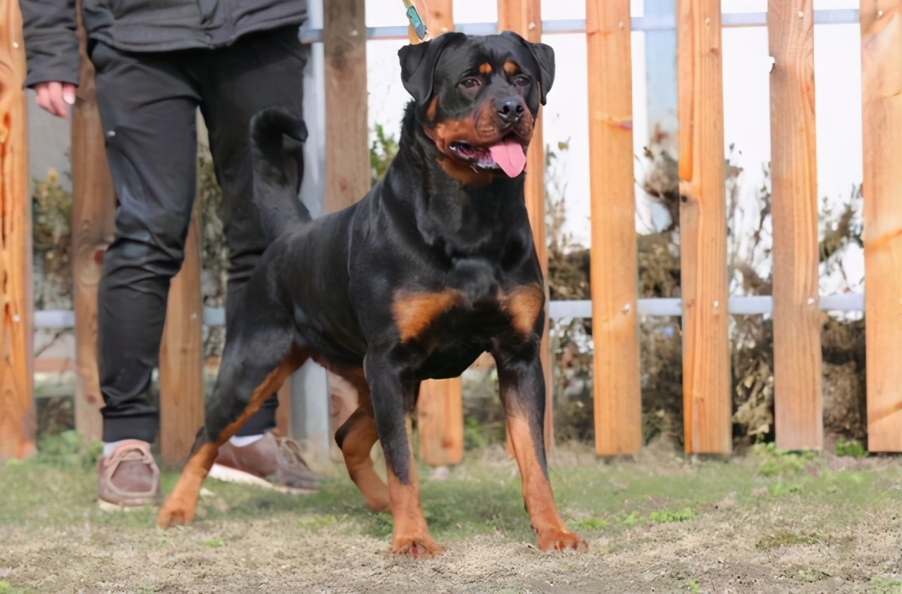 “禁养犬名单”公布,禁养犬罚款标准