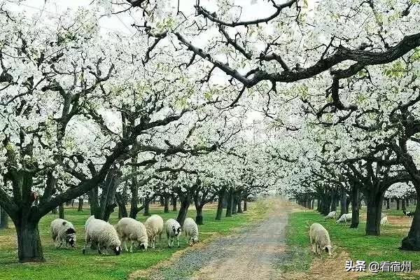 宿州五一附近美食攻略,宿州旅游周边美食