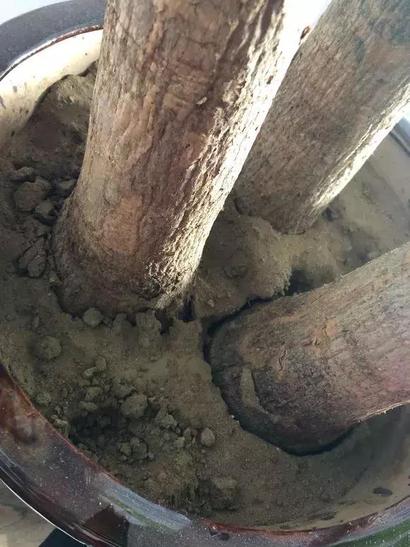 绿萝如何养才能活得更茂盛,养绿萝只需2个技巧