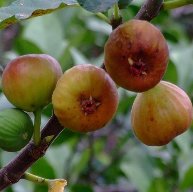 无花果可以种在院子里吗,无花果可以种在有棚的院子里吗