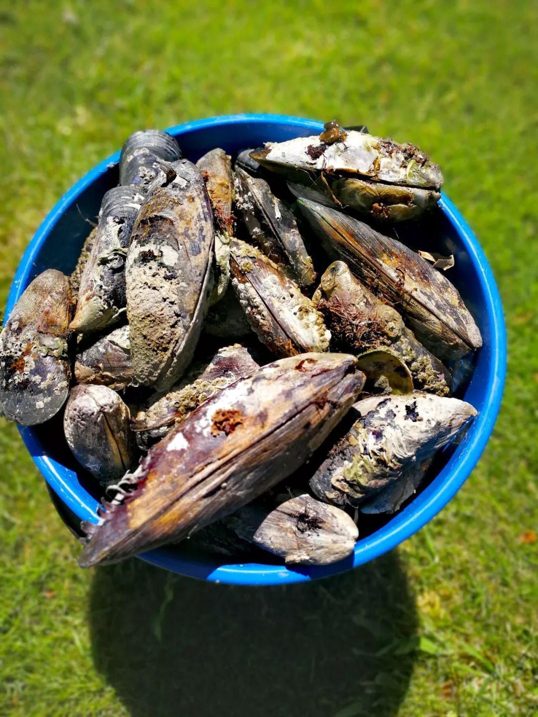 中国小伙去新西兰却横扫对手获得冠军，每份食材在手上都是艺术品