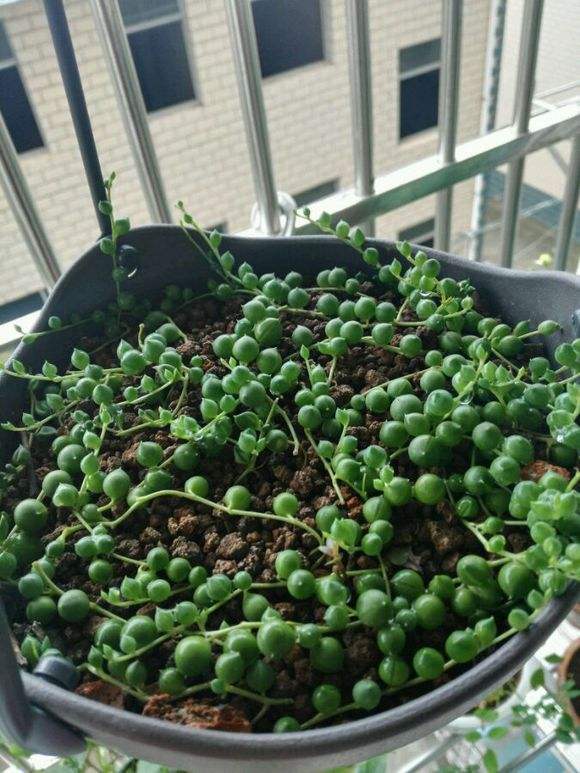 佛珠吊兰藤蔓的养殖方法,多肉吊兰佛珠养殖方法