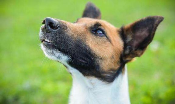 关于狗狗的错误说法,关于狗狗的问题的视频