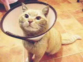 猫咪不小心受伤了,猫咪受伤不让碰怎么治疗