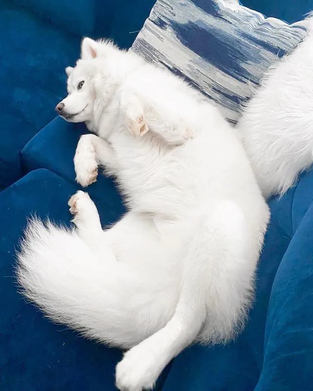 网友家的狗出门常被认错，二哈：“你才是萨摩，老子是哈士奇！”