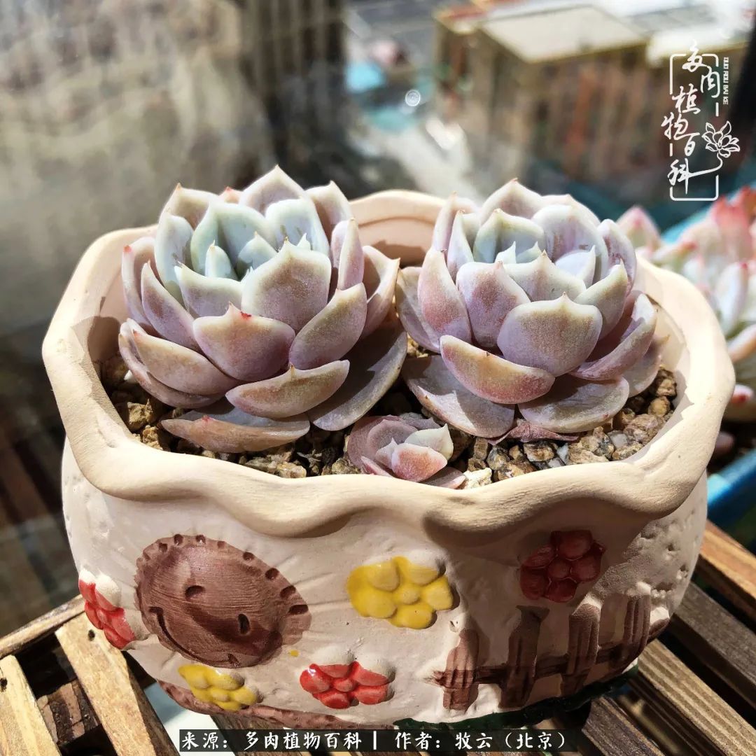 日常生活中常见的多肉植物,多肉植物神奇之处