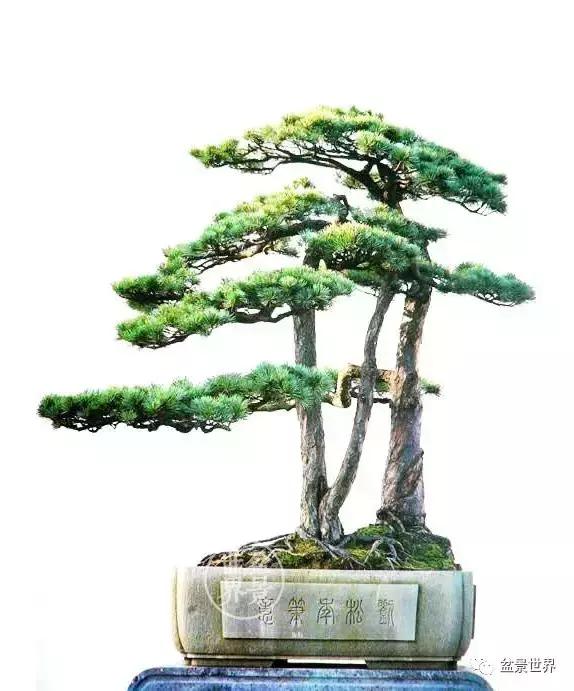 松树盆景经典大片,大斜杆式盆景得金奖作品松树