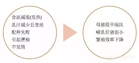 母猪为什么不哺乳,母猪为什么不奶小猪