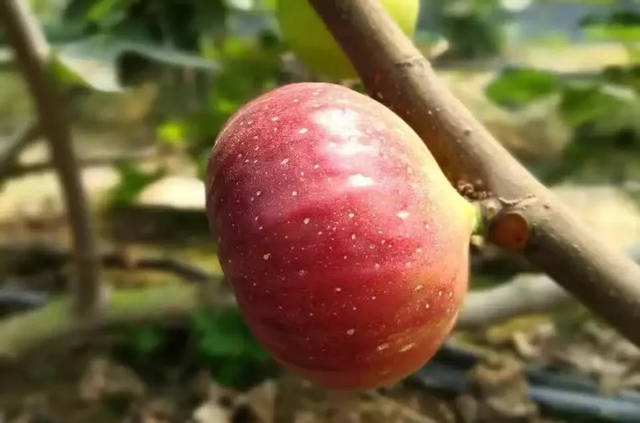 无花果树干内有害虫怎么办,无花果防病治虫