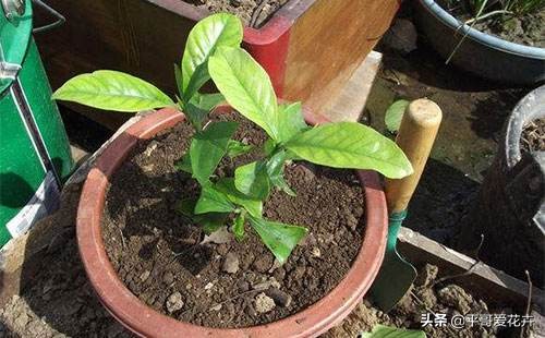 栀子花烂根最好的救活方法,栀子花烂根的补救办法