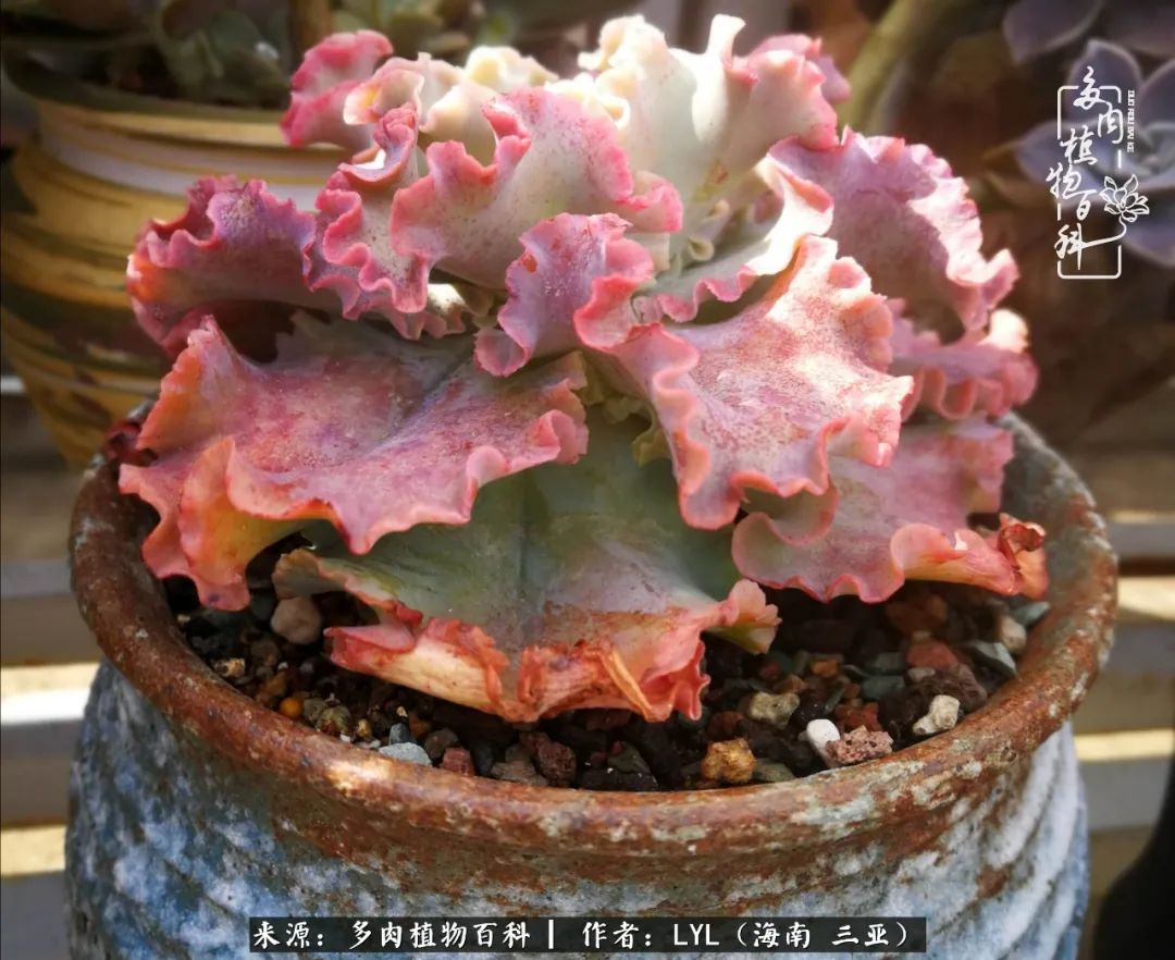 养多肉一年花了3万,养多肉一千多盆