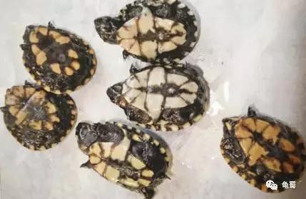 蛋龟之王巨头蛋龟,果核蛋龟新蛋龟之王