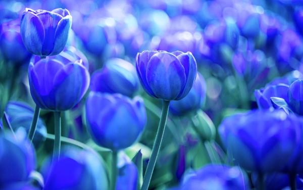 不同颜色的郁金香代表什么花语,不同颜色郁金香的花语和象征意义