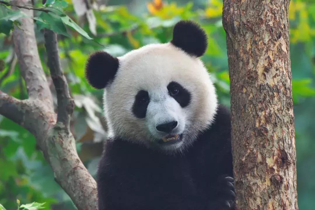 熊猫萌,熊猫萌啦