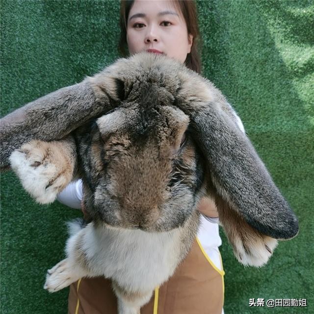 肉兔巴氏杆菌病的防治,兔大肠杆菌病的病症和治疗